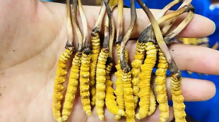 吃鮮冬蟲(chóng)夏草的好處