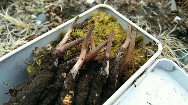 冬蟲(chóng)夏草鮮草季：邂逅高原至寶，開(kāi)啟健康滋養(yǎng)新體驗(yàn)