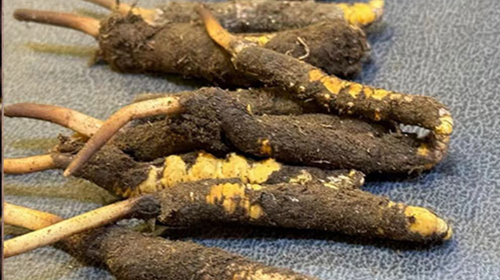 辨別新鮮冬蟲夏草：守護滋補真品