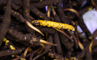 品鮮蟲草之妙，享滋補之道