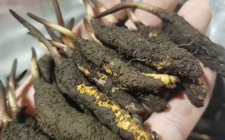 4月：新鮮冬蟲夏草批發(fā)正當時