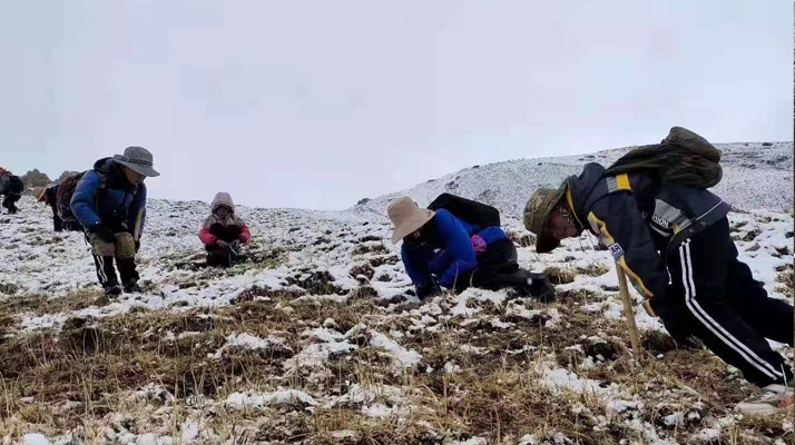 冬蟲夏草鮮草采挖：一場與高原的生命對(duì)話