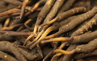 冬蟲夏草鮮草的“黃金幾個月”：大自然的生命密碼