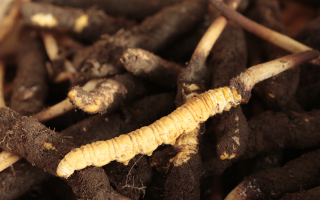 吃鮮冬蟲夏草會便秘嗎？科學解讀蟲草與腸道健康的微妙關(guān)系