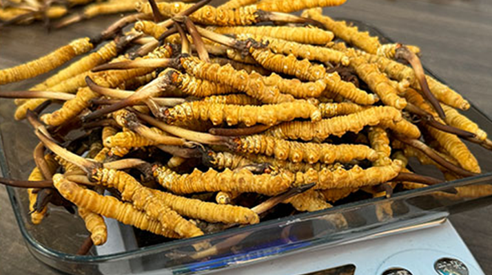 冬蟲夏草鮮草的黃金食用期，你知道嗎？