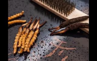 冬蟲(chóng)夏草鮮草清理全指南：洗凈滋補(bǔ)好食材