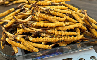 冬蟲夏草鮮草的黃金食用期，你知道嗎？