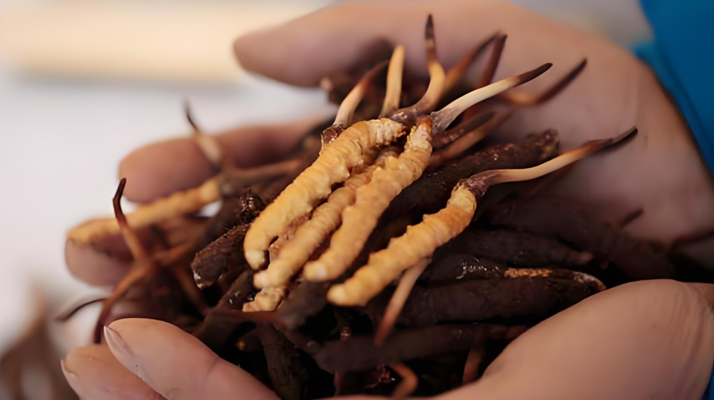 新鮮冬蟲夏草能保存多久？科學(xué)保存指南來了