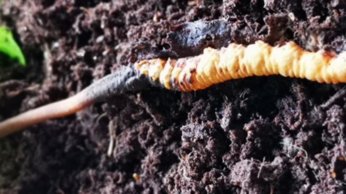 <a href=http://m.sdmkid.com/xinxian/ target=_blank class=infotextkey>新<a href=http://m.sdmkid.com/xinxian/ target=_blank class=infotextkey>鮮冬蟲夏草價(jià)格</a></a>解析