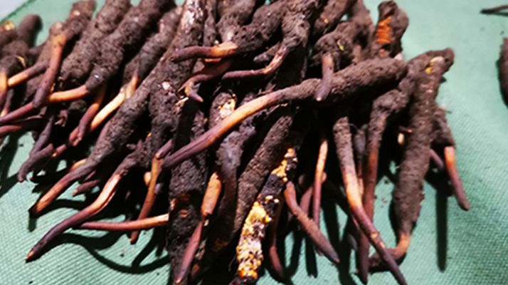 鮮冬蟲夏草可以泡水喝嗎？深度解析其飲用之道