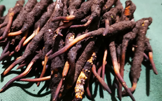 鮮冬蟲夏草可以泡水喝嗎？深度解析其飲用之道