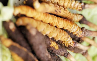 鮮冬蟲夏草適合哪些人？一文讀懂適用人群與禁忌