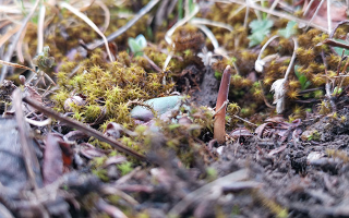 一口山野的饋贈(zèng)：鮮冬蟲(chóng)夏草的味道密碼