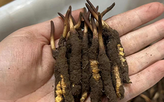 鎖住鮮蟲(chóng)草的珍貴：科學(xué)存放指南