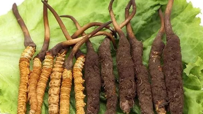 新鮮冬蟲夏草能燉湯嗎？