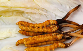 一克鮮草，千金之珍：探秘 1 克新鮮冬蟲夏草