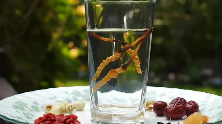 冬蟲夏草鮮品泡酒：養(yǎng)生佳釀還是健康隱患？