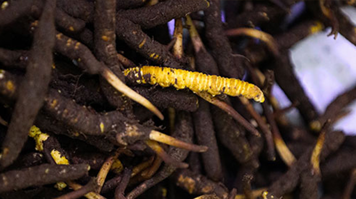 干鮮草<a href=http://m.sdmkid.com/jiage/ target=_blank class=infotextkey>冬蟲夏草價格</a>揭秘