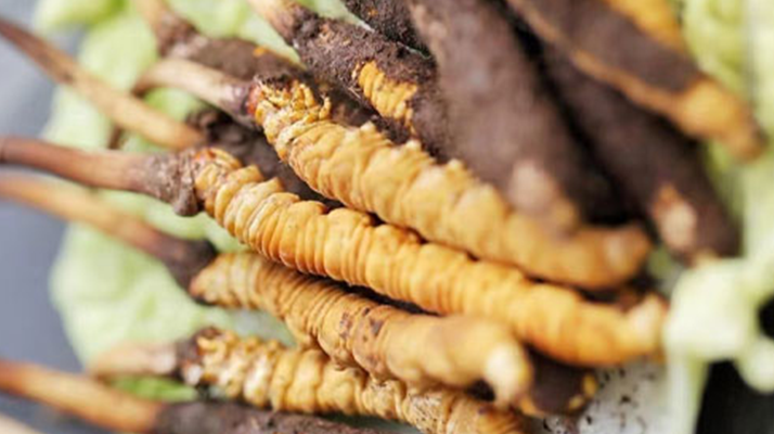 冬蟲夏草鮮草可以生吃嗎？一文解讀食用真相