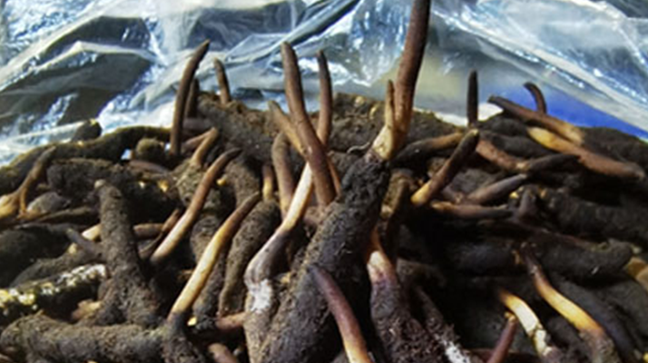 冬蟲夏草鮮草能不能泡酒？科學(xué)解析與實用指南