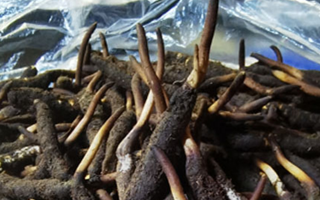 冬蟲夏草鮮草能不能泡酒？科學(xué)解析與實用指南