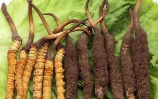 冬蟲(chóng)夏草干草與鮮草的區(qū)別? ? ? ?