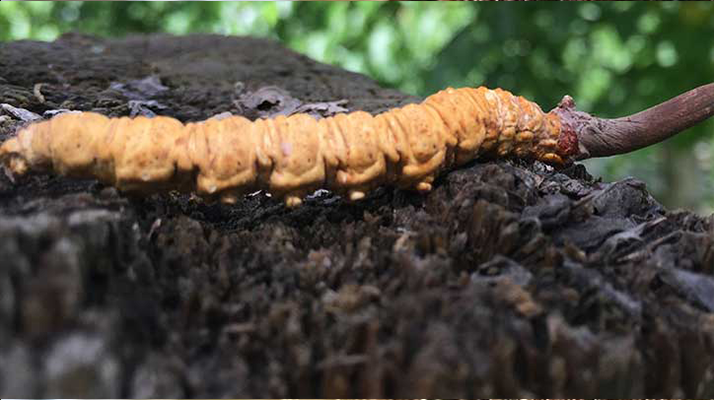 正宗野生<a href=http://m.sdmkid.com/jiage/ target=_blank class=infotextkey>蟲草多少錢</a>一斤