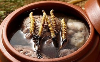 鮮冬蟲夏草吃多會上火嗎？一文解析真相