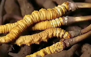 鮮冬蟲夏草怎么吃味道好？解鎖舌尖上的滋補盛宴