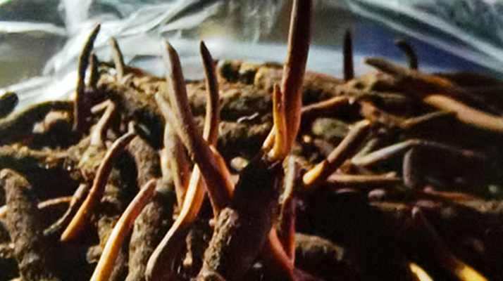 新鮮冬蟲夏草保存全攻略：鎖住營養(yǎng)，延長鮮味