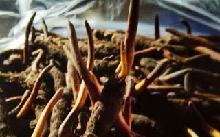 新鮮冬蟲夏草保存全攻略：鎖住營養(yǎng)，延長鮮味