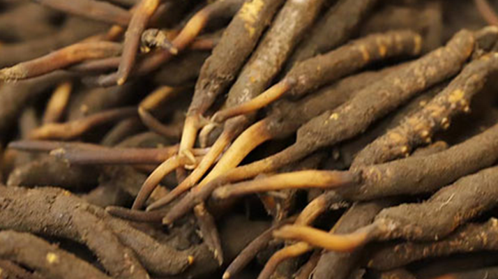 冬蟲夏草可以提高男性功能嗎？科學(xué)解析來了