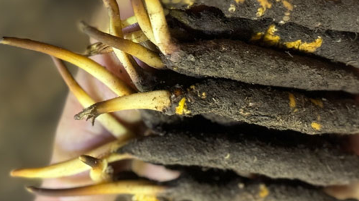 冬蟲夏草泡水喝，一次泡幾根最合適？