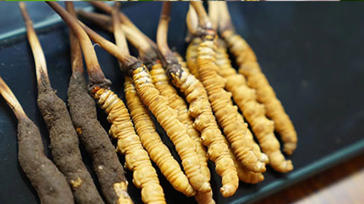 好<a href=http://m.sdmkid.com/jiage/ target=_blank class=infotextkey>冬蟲(chóng)夏草多少錢</a>一斤？?jī)r(jià)格全解析