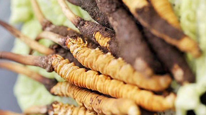 冰凍新鮮冬蟲夏草能吃嗎？