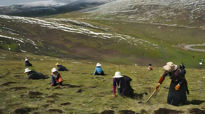 藏那曲冬蟲夏草：雪域精靈的新生之旅? ? ? ?