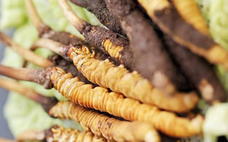 冰凍新鮮冬蟲夏草能吃嗎？