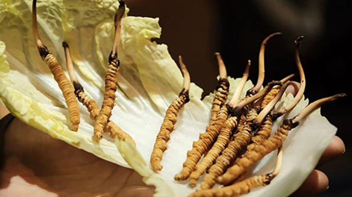 冬蟲夏草為何鮮的好？深度解析鮮蟲草的獨特優(yōu)勢