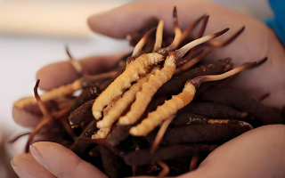 冬蟲夏草干鮮草的多樣吃法，解鎖滋補新方式? ? ? ?