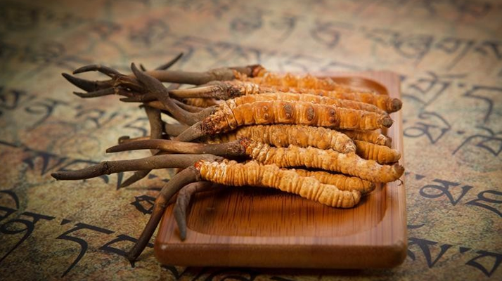 冬蟲夏草鮮草會上火嗎？科學解讀其食用特性