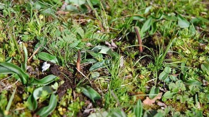 冬蟲(chóng)夏草鮮草好不好喝？探尋獨(dú)特的味覺(jué)體驗(yàn)