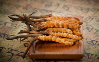 冬蟲夏草鮮草會上火嗎？科學解讀其食用特性