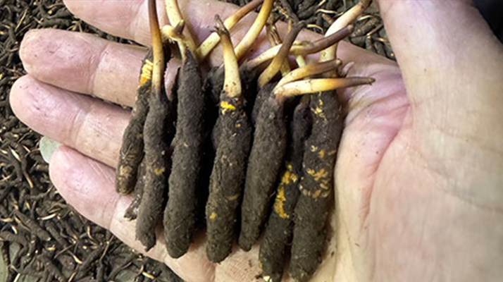 尋草之旅：踏上尋找<a href=http://m.sdmkid.com/xinxian/ target=_blank class=infotextkey>新<a href=http://m.sdmkid.com/xinxian/ target=_blank class=infotextkey>鮮冬蟲夏草</a></a>的征程