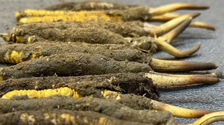 正宗<a href=http://m.sdmkid.com/xinxian/ target=_blank class=infotextkey>新<a href=http://m.sdmkid.com/xinxian/ target=_blank class=infotextkey>鮮冬蟲夏草</a></a>的科學(xué)吃法指南