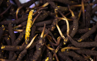 吃新鮮冬蟲夏草會(huì)過敏嗎？一文為你揭秘