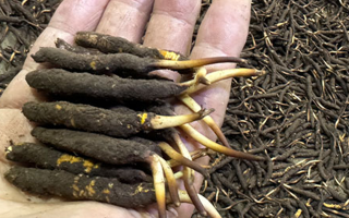 冬蟲(chóng)夏草菇鮮能凍嗎？冷凍保存全解析