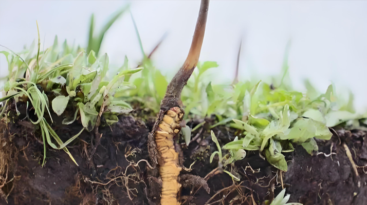 冬蟲夏草鮮草一天吃幾個(gè)？科學(xué)食用指南來了