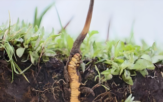 冬蟲夏草鮮草一天吃幾個(gè)？科學(xué)食用指南來了