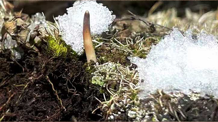 冰鮮的冬蟲夏草還能吃嗎？一文讀懂食用真相? ? ? ?