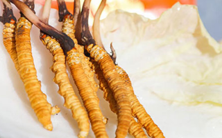 冬蟲夏草鮮草一般哪里有？多渠道獲取指南